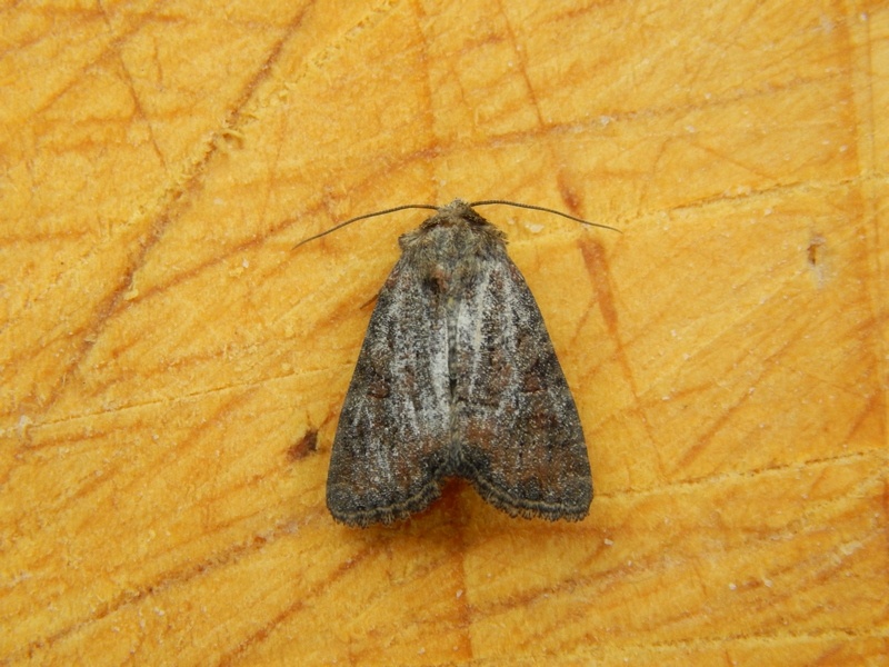 Piccola falena da ID - Oligia latruncula